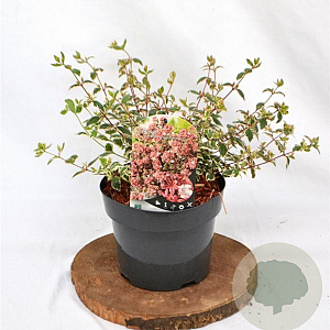 Abelia grandifl. Magic Daydream 25-30 cm 3,0L