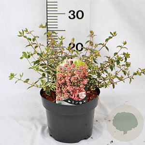 Abelia grandifl. Magic Daydream 25-30 cm 3,0L