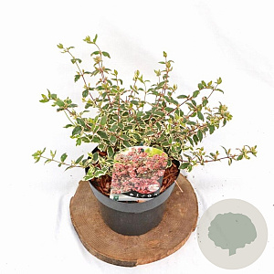 Abelia grandifl. Magic Daydream 25-30 cm 3,0L