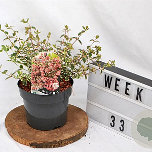 Abelia grandifl. Magic Daydream 25-30 cm 3,0L