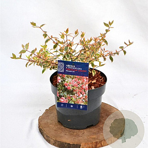 Abelia grandifl. Tricolor Charm 25-30 cm 3,0L