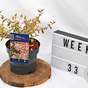 Abelia grandifl. Tricolor Charm 25-30 cm 3,0L