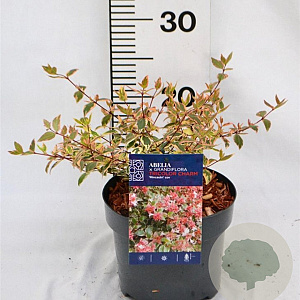 Abelia grandifl. Tricolor Charm 25-30 cm 3,0L