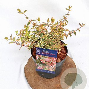 Abelia grandifl. Tricolor Charm 25-30 cm 3,0L