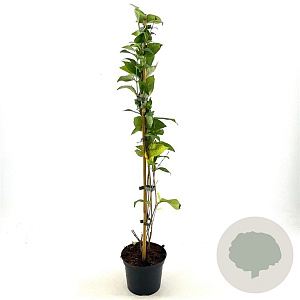 Abeliophyllum distichum 40-50 cm 2,0L