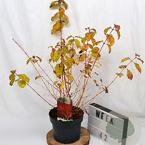Cornus sang. 'Winter Beauty' 40-60 cm 5,0L