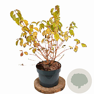 Cornus sang. 'Winter Beauty' 40-60 cm 5,0L