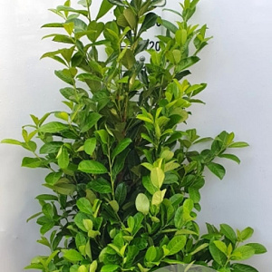 Prunus I. 'Rotundifolia' 140-160 cm met kluit extra