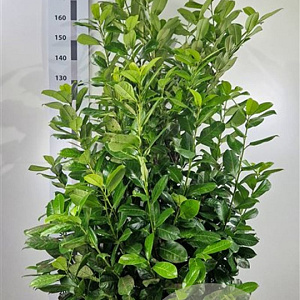 Prunus I. 'Rotundifolia' 140-160 cm met kluit extra