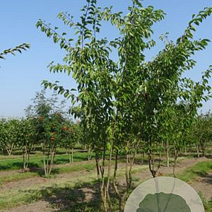 Prunus yedoensis 550-600 cm draadkluit meerstammig