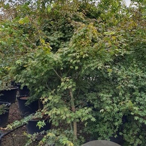 Acer palmatum 200-250 cm cont. 80L