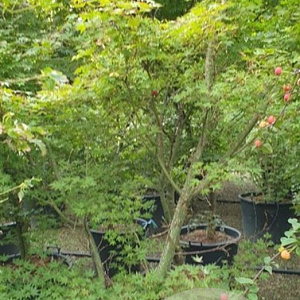 Acer palmatum 200-250 cm cont. 80L