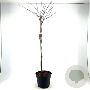 Acer palmatum 80 cm stam 10L kroon
