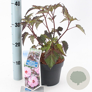 Hibiscus m. Carousel Pink Candy 30-40 cm 2,0L