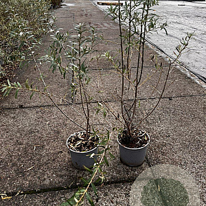 Hippophae rhamnoides 60-80 cm 2,0L