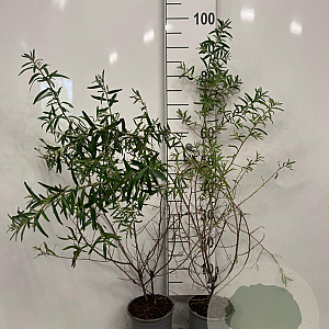 Hippophae rhamnoides 60-80 cm 2,0L