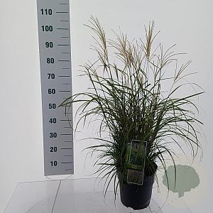 Miscanthus sin. 'Adagio' 40-60 cm 6,5L