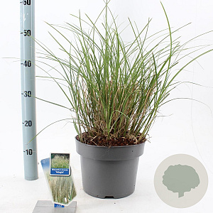 Miscanthus sin. 'Adagio' 40-60 cm 6,5L