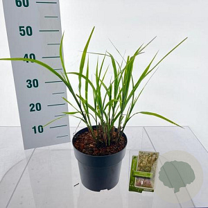 Miscanthus sin. 'Dronning Ingrid' 35-40 cm 3,0L