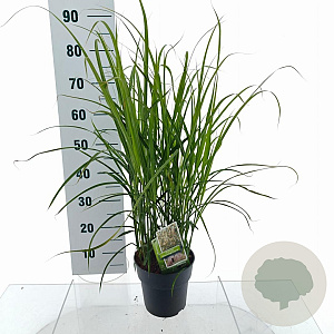 Miscanthus sin. 'Dronning Ingrid' 35-40 cm 3,0L