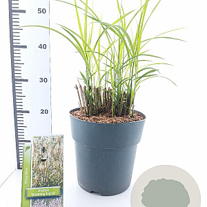 Miscanthus sin. 'Dronning Ingrid' 60-90 cm 6,5L