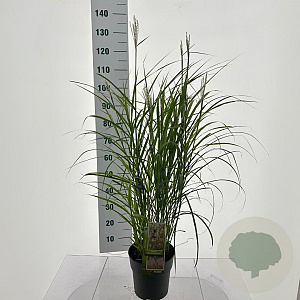 Miscanthus sin. 'Dronning Ingrid' 60-90 cm 6,5L