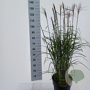 Miscanthus sin. 'Ferner Osten' 60-100 cm 12L