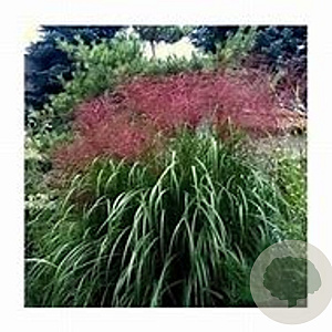 Miscanthus sin. 'Goliath' GM  P11