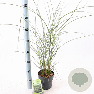 Miscanthus sin. 'Gracillimus' 30-60 cm 2,0L