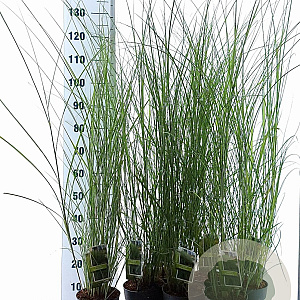 Miscanthus sin. 'Gracillimus' 30-60 cm 2,0L