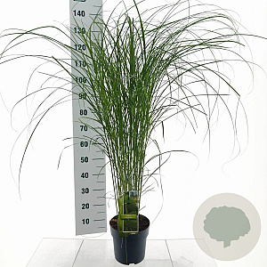 Miscanthus sin. 'Gracillimus' 40-70 cm 3,0L