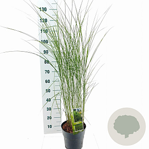 Miscanthus sin. 'Gracillimus' 50-80 cm 6,5L