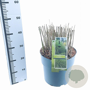 Miscanthus sin. 'Gracillimus' 60-100 cm 12L