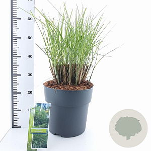 Miscanthus sin. 'Gracillimus' 60-100 cm 12L