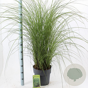 Miscanthus sin. 'Gracillimus' 60-100 cm 12L