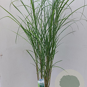 Miscanthus sin. 'Herman Mussel' 70-90 cm 12L