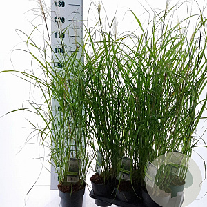 Miscanthus sin. 'Herman Mussel' GM 2,0L