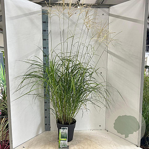 Miscanthus sin. 'Herman Mussel' GM 6,5L