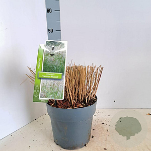 Miscanthus sin. 'Herman Mussel' GM 6,5L