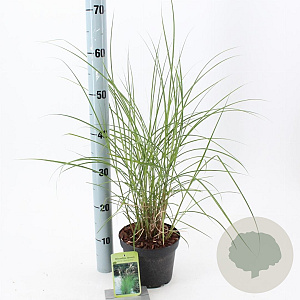Miscanthus sin. 'Kleine Silbersp.' 30-60 cm 2,0L