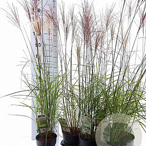 Miscanthus sin. 'Kleine Silbersp.' 30-60 cm 2,0L