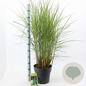 Miscanthus sin. 'Kleine Silbersp.' 60-100 cm 12L
