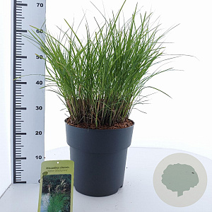 Miscanthus sin. 'Kleine Silbersp.' 60-100 cm 12L
