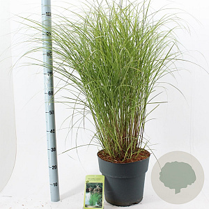 Miscanthus sin. 'Kleine Silbersp.' 60-100 cm 12L