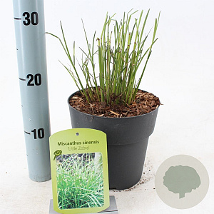 Miscanthus sin. 'Little Zebra' 30-60 cm 2,0L