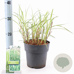 Miscanthus sin. 'Little Zebra' 30-60 cm 2,0L