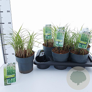 Miscanthus sin. 'Little Zebra' 30-60 cm 2,0L
