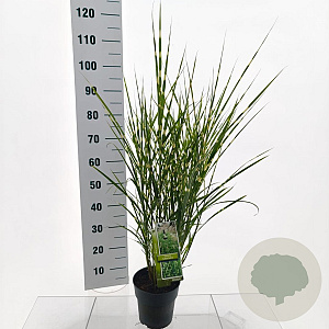 Miscanthus sin. 'Little Zebra' 40-70 cm 3,0L