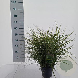 Miscanthus sin. 'Little Zebra' 40-70 cm 3,0L