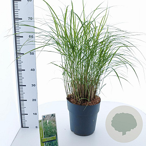 Miscanthus sin. 'Little Zebra' 50-80 cm 6,5L